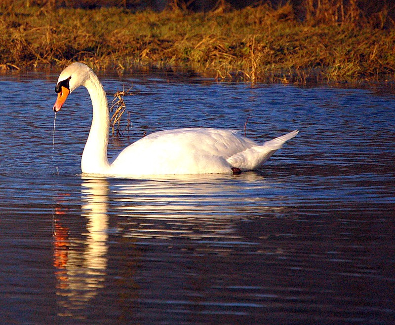 Au fil de l'eau Photo_19