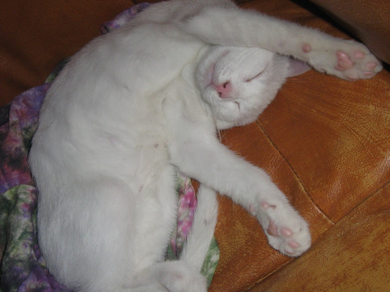 Talia chatte  rouse et blanche - Page 7 Flocon11