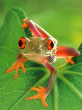 Ngebahas biology yuu.. Frog10