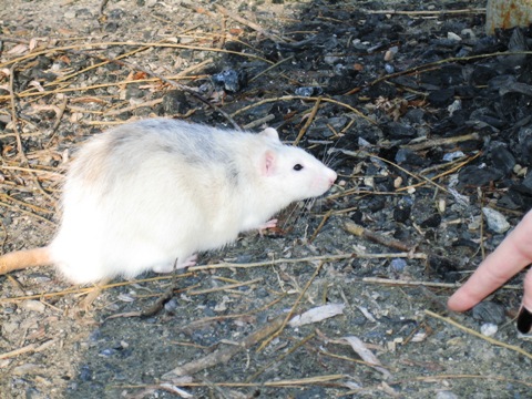 les aventures de Clean le rat froussard! Img_2610