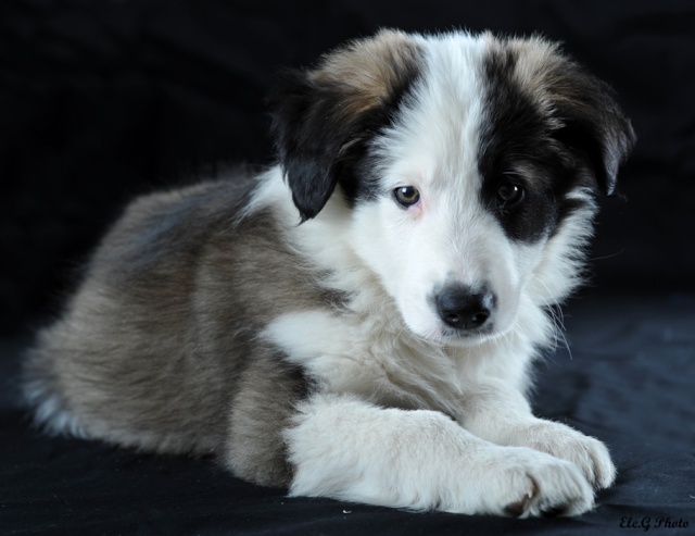 Petit Border collie, Than nouveau copain de Gu'  - Page 2 Photo104