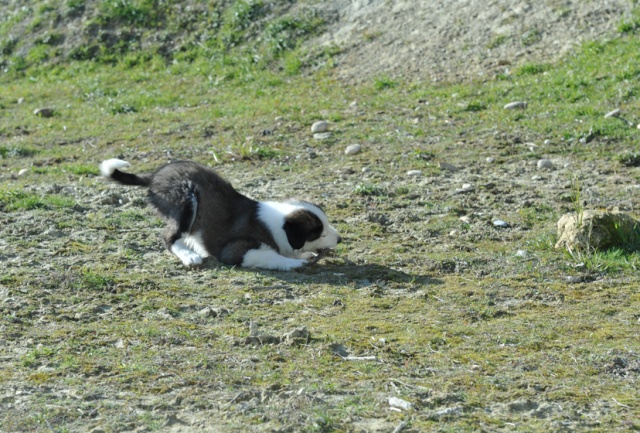 Petit Border collie, Than nouveau copain de Gu'  - Page 2 Photo_96