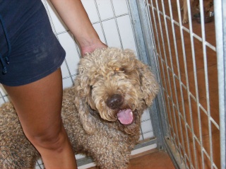 Ringo, perro de aguas de 4 años. Castrado. Valencia. Imagen16