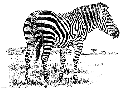   Zebra10