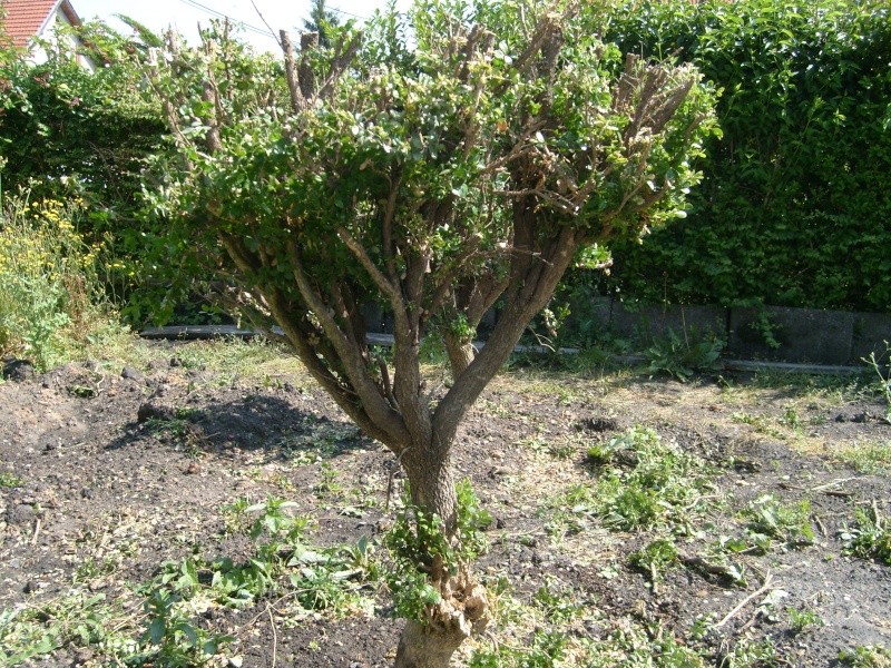 buxus yamadoris S7303116