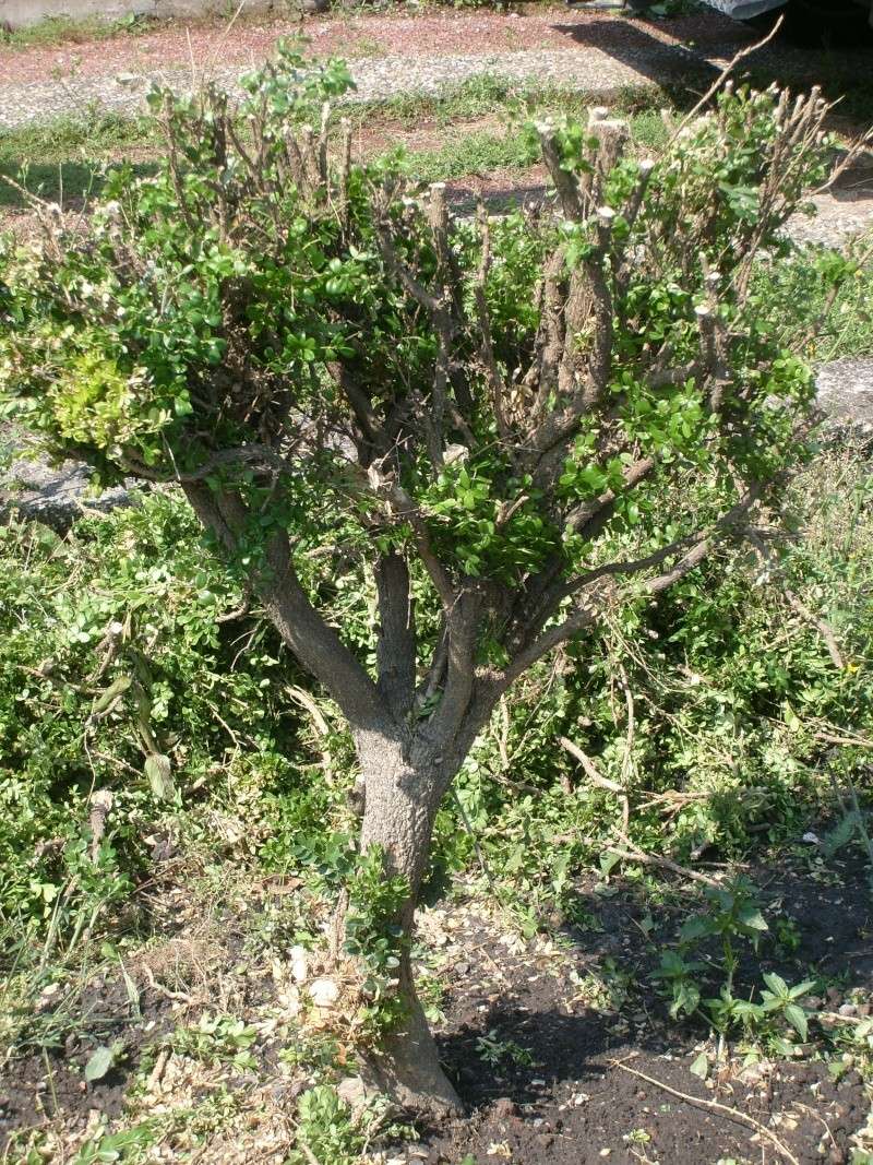 buxus yamadoris S7303118