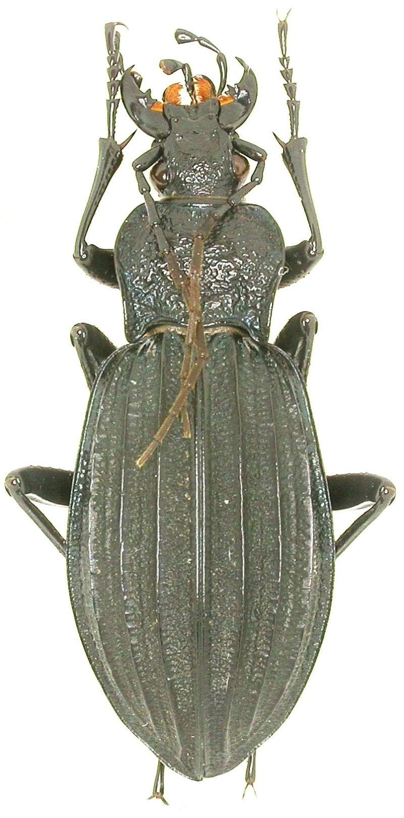 [C.(Megodontus) septemcarinatus]  d'  Arménie Dscn0010