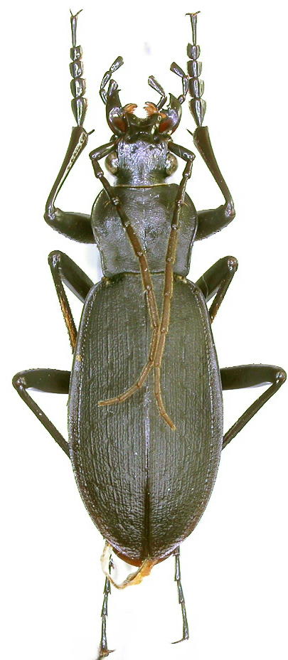 [C.(Leptocarabus) yokoae], Chine Dscn6610