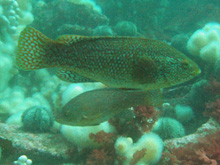 Farnes 2010 Pic1_313