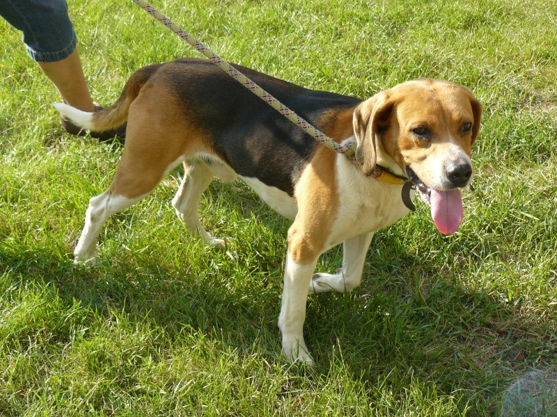 LOUSTIC beagle (dpt 86) P1020913