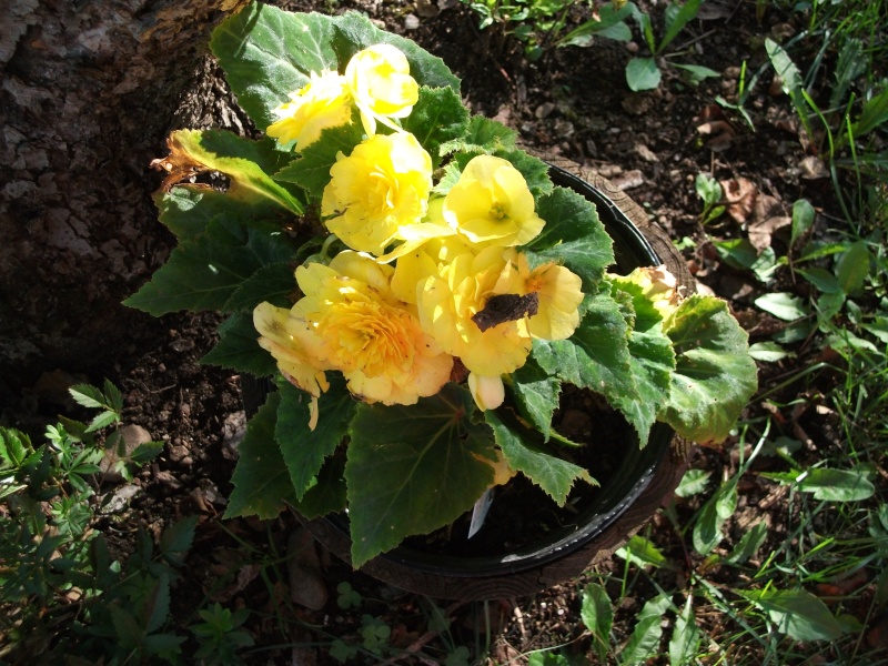 Begonia Dscf0913