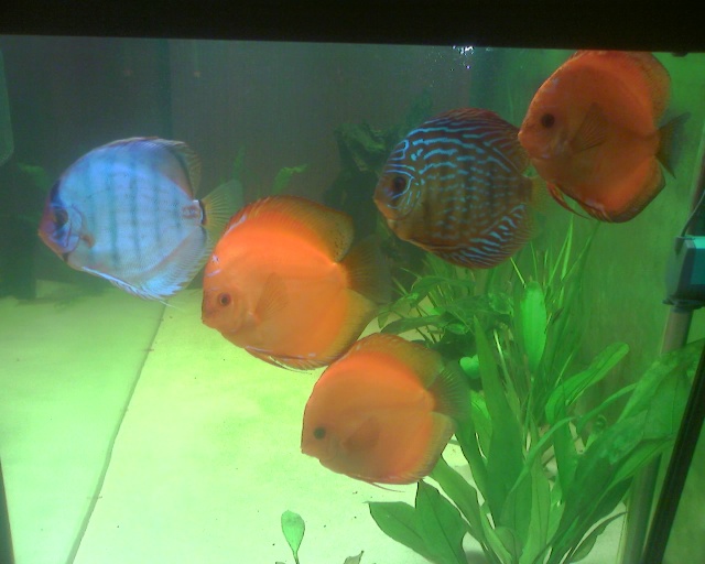 Mes Discus dans leur nouveau 500 Litres Img00711