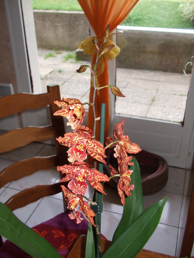 mes orchidées Dscf1620