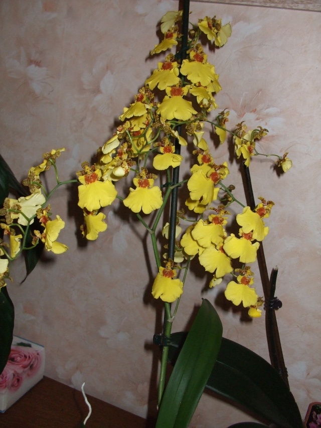 mes orchidées Dscf1712