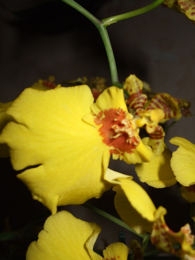 mes orchidées Dscf1713