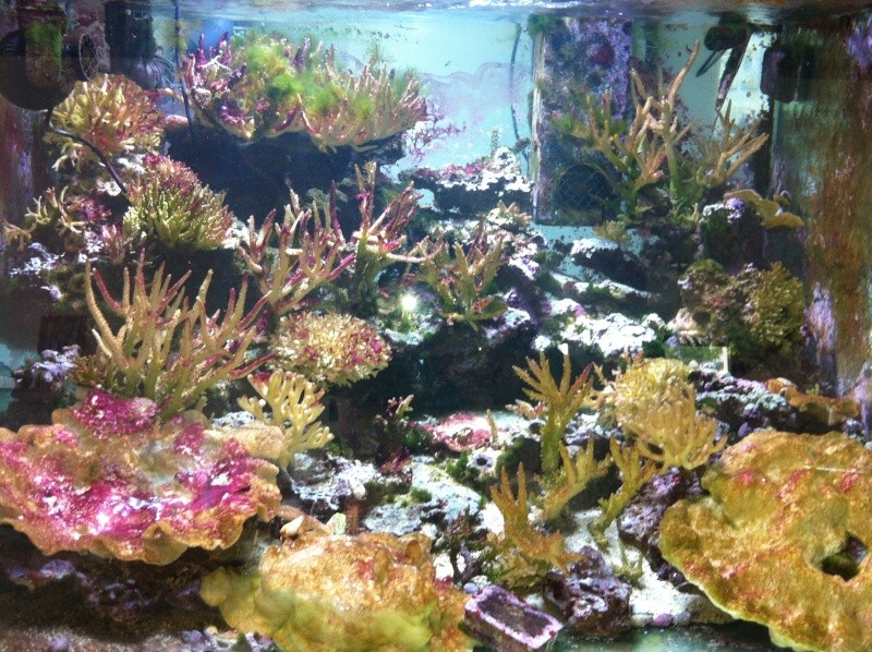 Le 500 litres de reef : Novembre 2012 : ça repart !! - Page 10 Img_1210