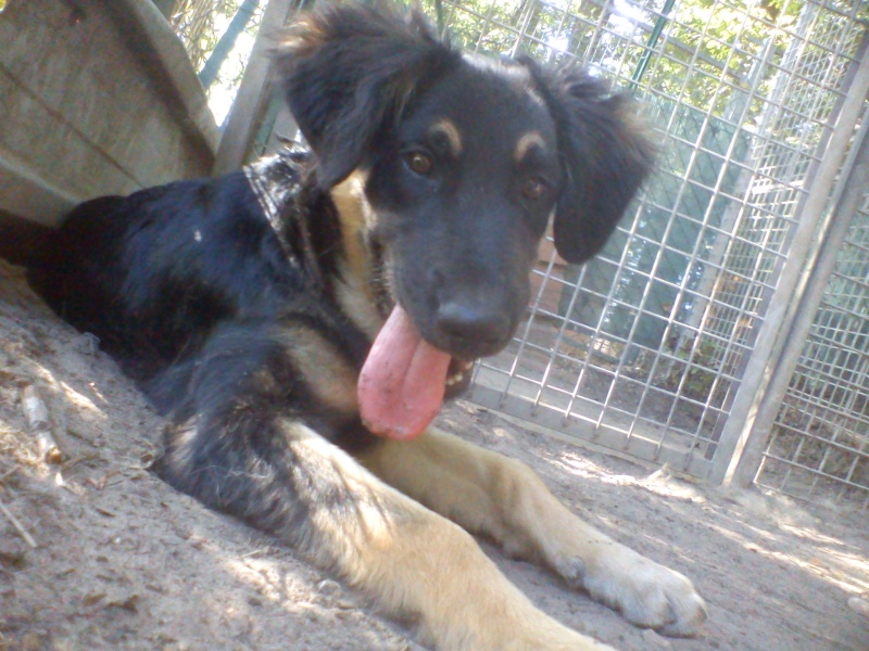 Bandit magnifique chiot croisé berger né en mars 2012 - Refuge SPA de Forbach Dsc05115