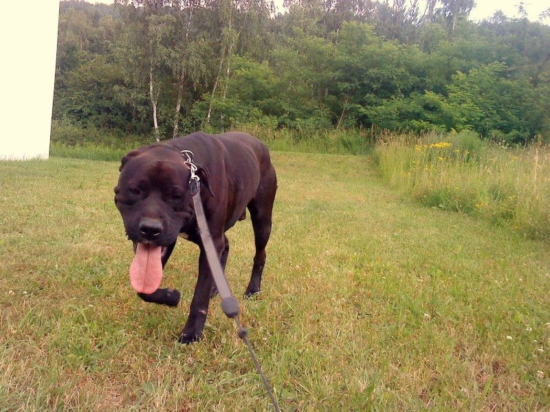 Taz croisé cane corso de 2 ans Dsc06618