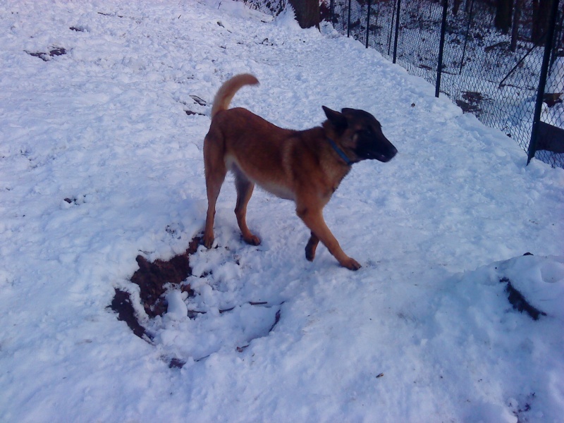 Phoebe malinoise de 8 mois Dsc09718