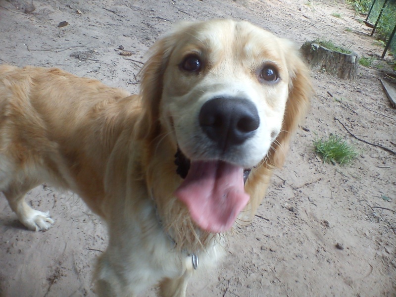 Enzo magnifique golden retriever né en mai 2011 - Refuge SPA de Forbach Enzo_611