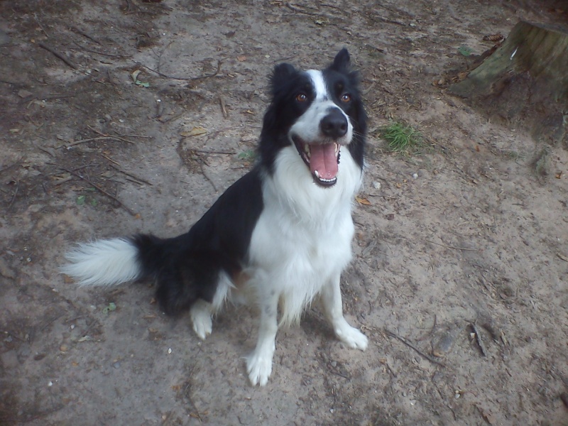 Even border collie mâle né en 2009 - Refuge SPA de Forbach Even_410