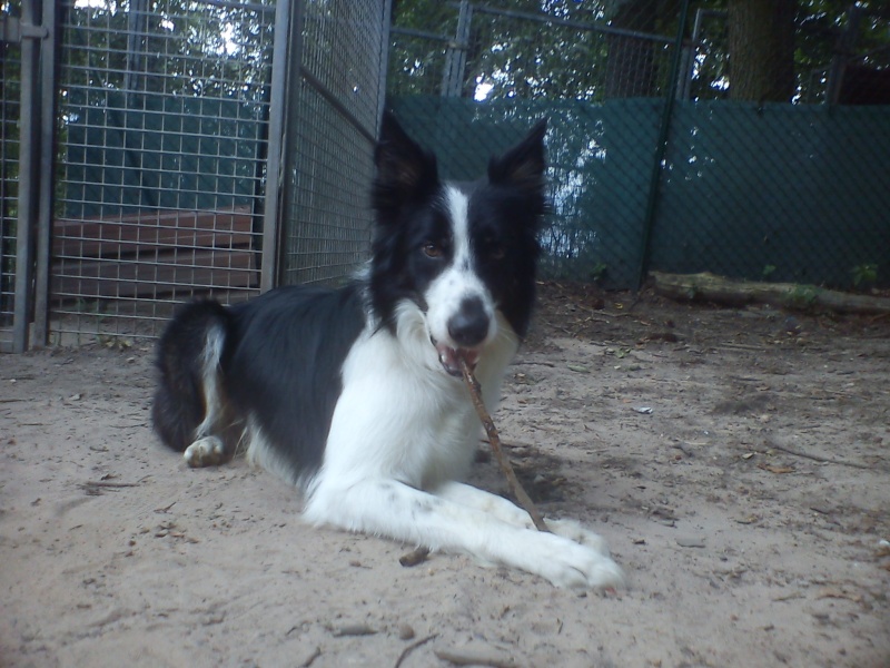 Even border collie mâle né en 2009 - Refuge SPA de Forbach Even_510