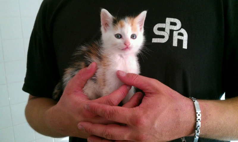 Hope adorable chatonne tricolore qui a besoin de contact (2 mois) - SPA Forbach Imag0411