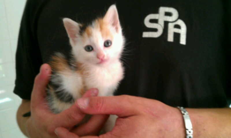 Hope adorable chatonne tricolore qui a besoin de contact (2 mois) - SPA Forbach Imag0413