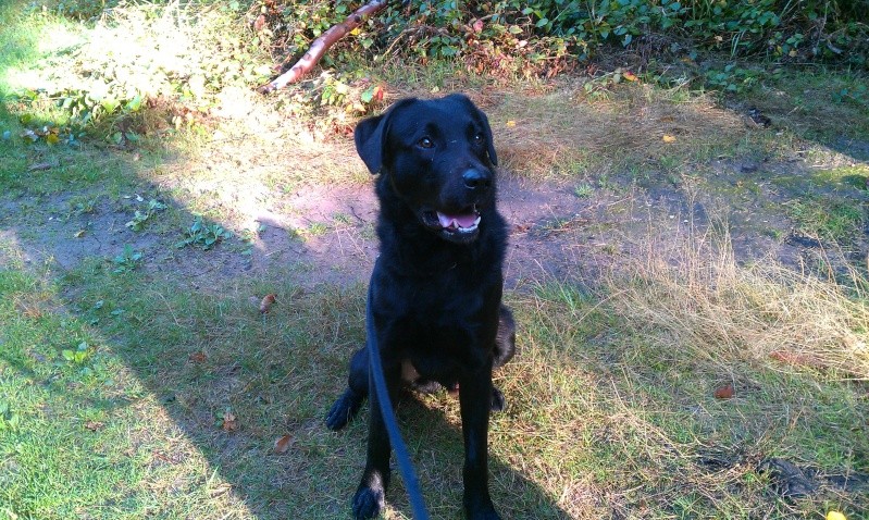 Paco adorable croisé beauceron labrador né en 2011 - Refuge SPA de Forbach Imag1029