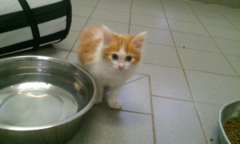 Hatary adorable chaton roux et blanc à poils longs - Refuge SPA de Forbach Imag1134