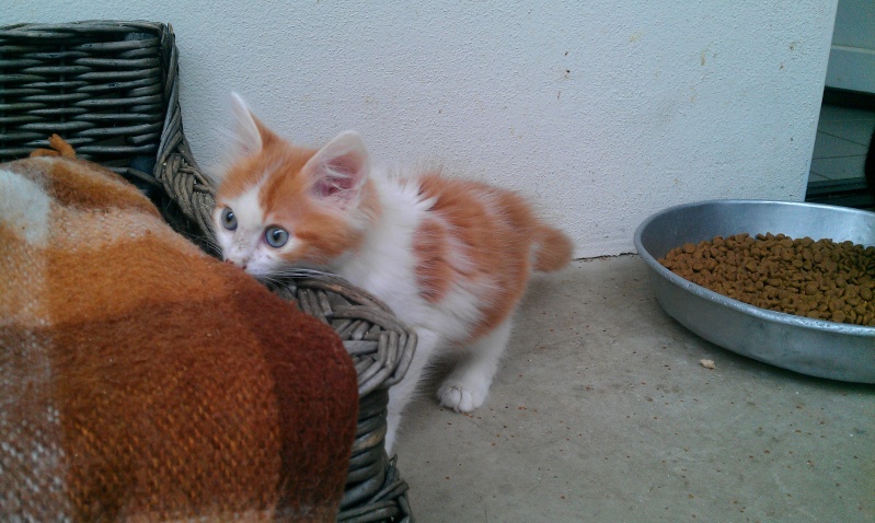 Hatary adorable chaton roux et blanc à poils longs - Refuge SPA de Forbach Imag1135