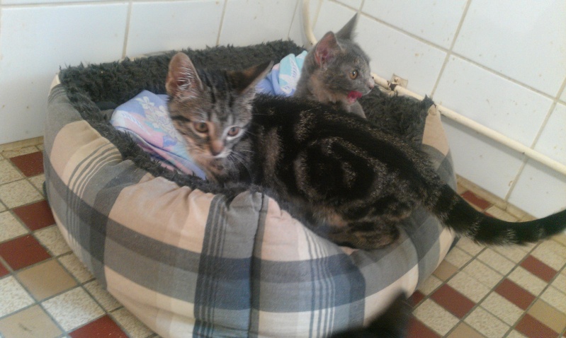 Mistigri chaton tigré né en mars 2012 - Refuge SPA de Forbach Mistig10