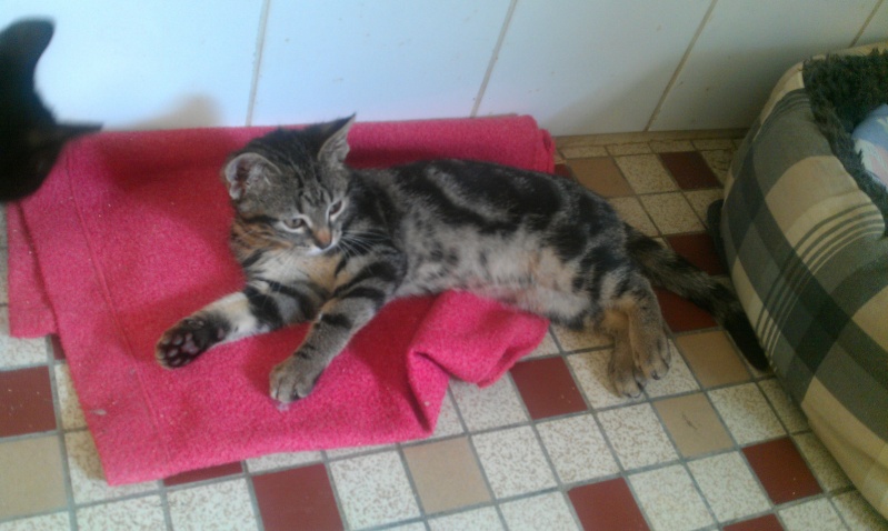 Mistigri chaton tigré né en mars 2012 - Refuge SPA de Forbach Mistig11