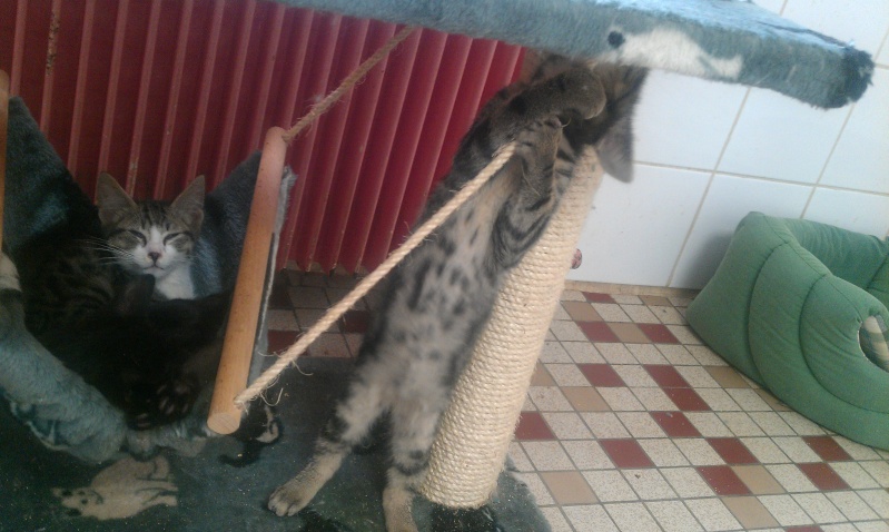 Mistigri chaton tigré né en mars 2012 - Refuge SPA de Forbach Mistig13