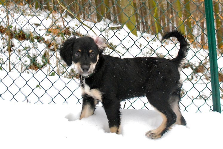 Noël adorable chiot croisé berger de 3 mois Noel210