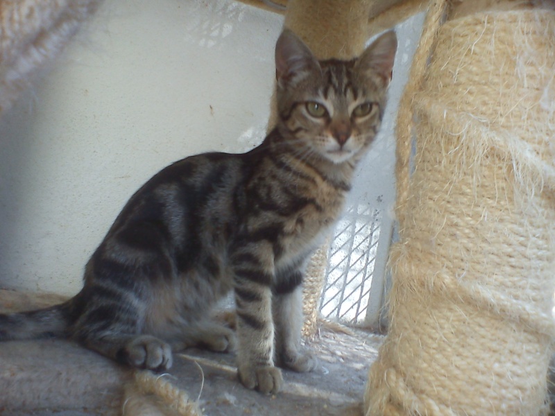 Saya chatonne tigrée de 3-4 mois - Refuge SPA de Forbach Saya_310