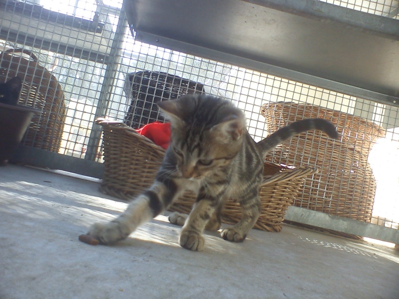 Saya chatonne tigrée de 3-4 mois - Refuge SPA de Forbach Saya_510