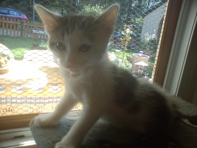 Sophie chatonne tigrée et blanche née en mai 2012 - Refuge SPA de Forbach Sophie10