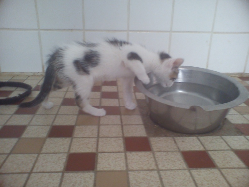 Sophie chatonne tigrée et blanche née en mai 2012 - Refuge SPA de Forbach Sophie13