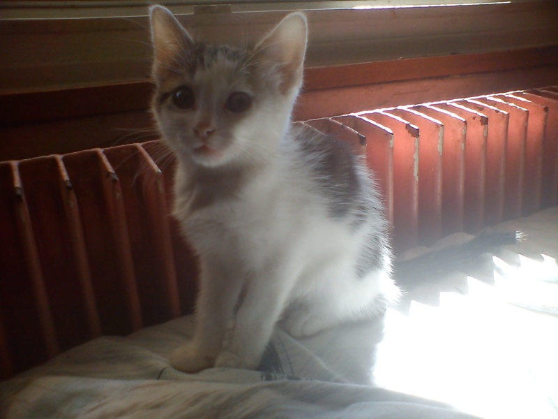 Sophie chatonne tigrée et blanche née en mai 2012 - Refuge SPA de Forbach Sophie18