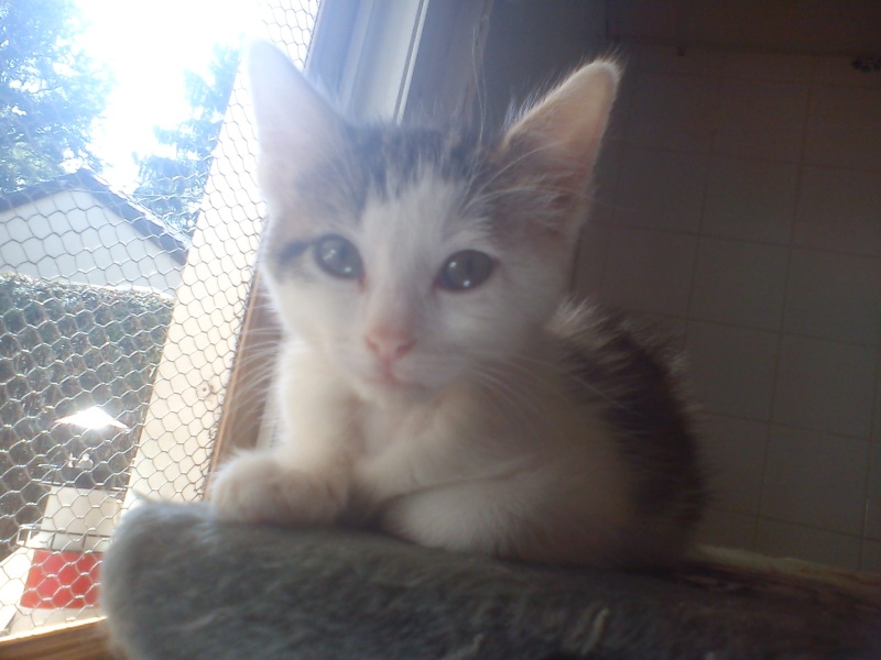 Sophie chatonne tigrée et blanche née en mai 2012 - Refuge SPA de Forbach Sophie20