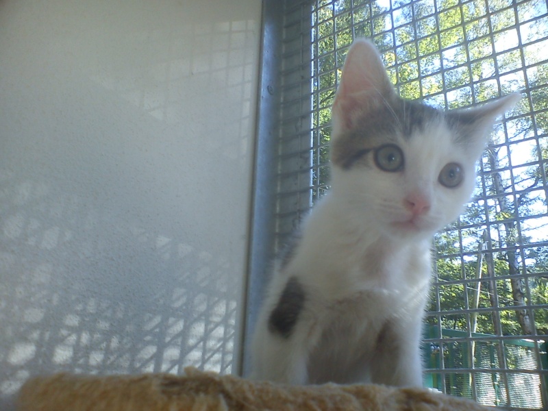 Sophie chatonne tigrée et blanche née en mai 2012 - Refuge SPA de Forbach Sophie24