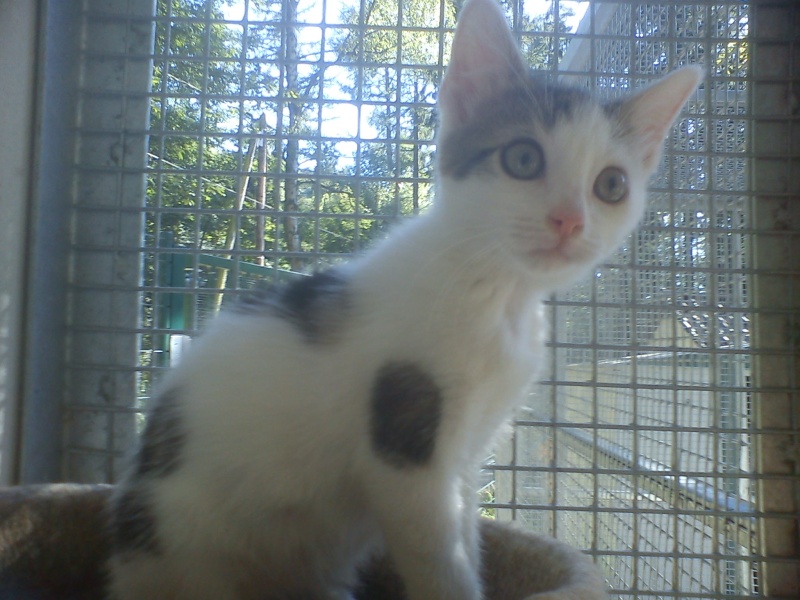 Sophie chatonne tigrée et blanche née en mai 2012 - Refuge SPA de Forbach Sophie25