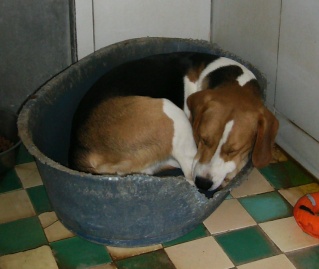 Beagle male 1 ans Beagle10