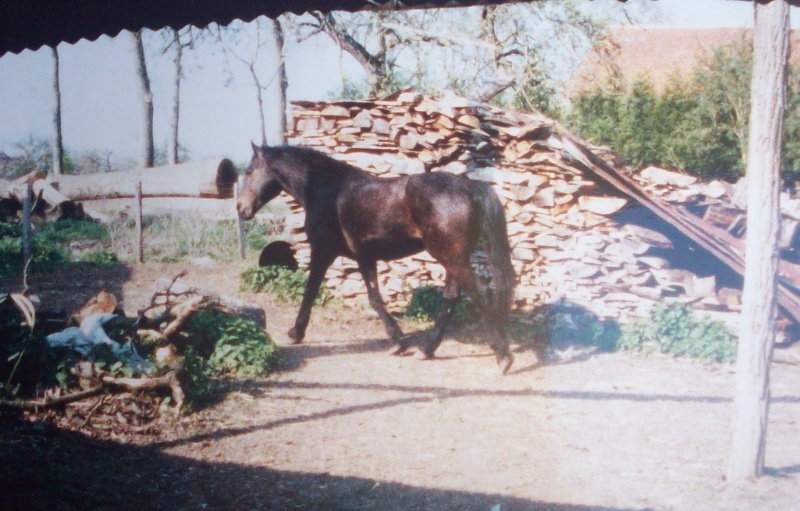 le cheval et toute sa noblesse Piccol11