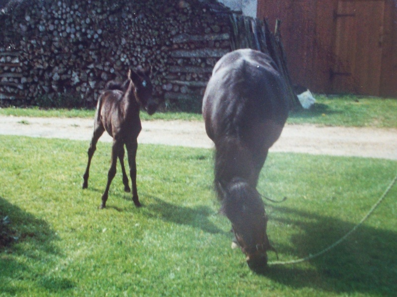 le cheval et toute sa noblesse Portia10