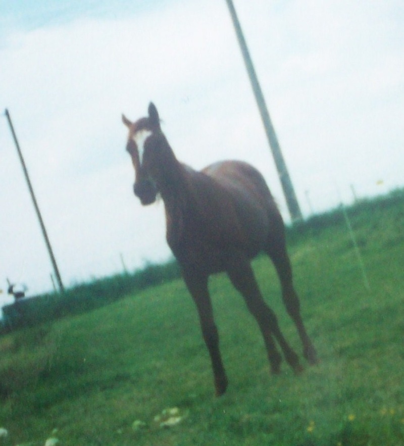 le cheval et toute sa noblesse Vagabo10