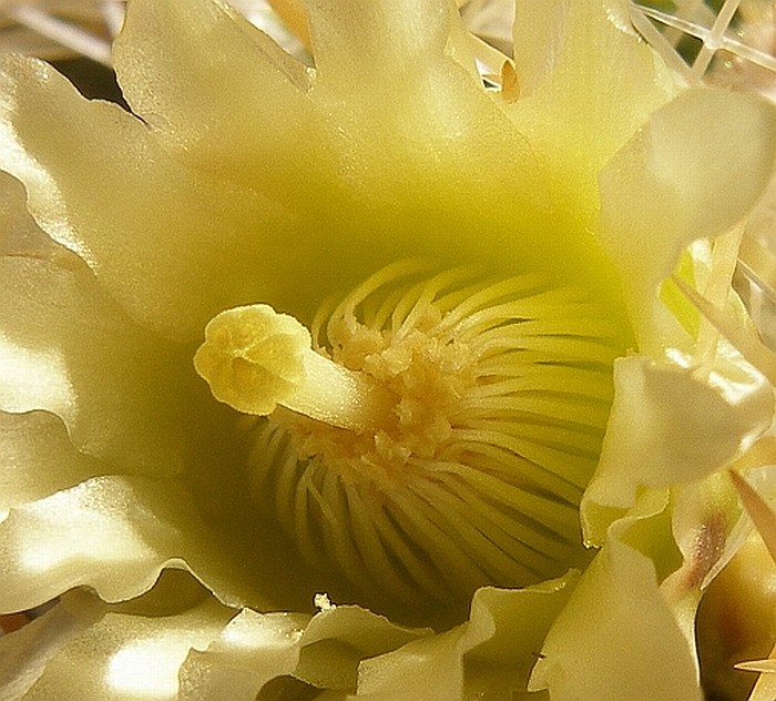 Stenocactus buds Steno_12