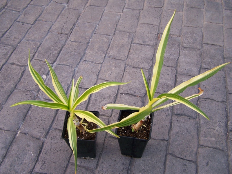 Crinum asiaticum variegatum dwarf A_00910