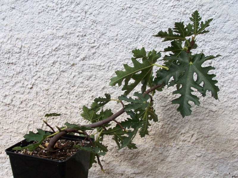 Ficus afghanistanica Ficus_10